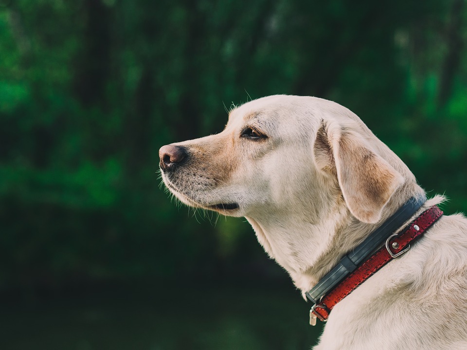 Labrador retriever to jedna z częściej wykorzystywanych ras psów w terapii (fot.pixabay.com)