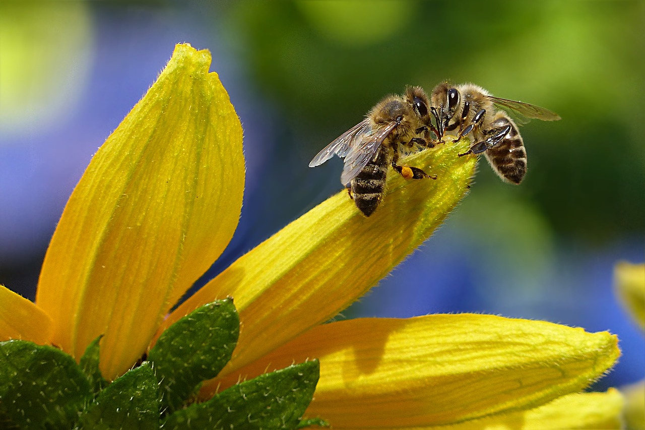 Praca wszystkich pszczół na świecie jest warta 150 mld euro rocznie. (fot. pixabay)