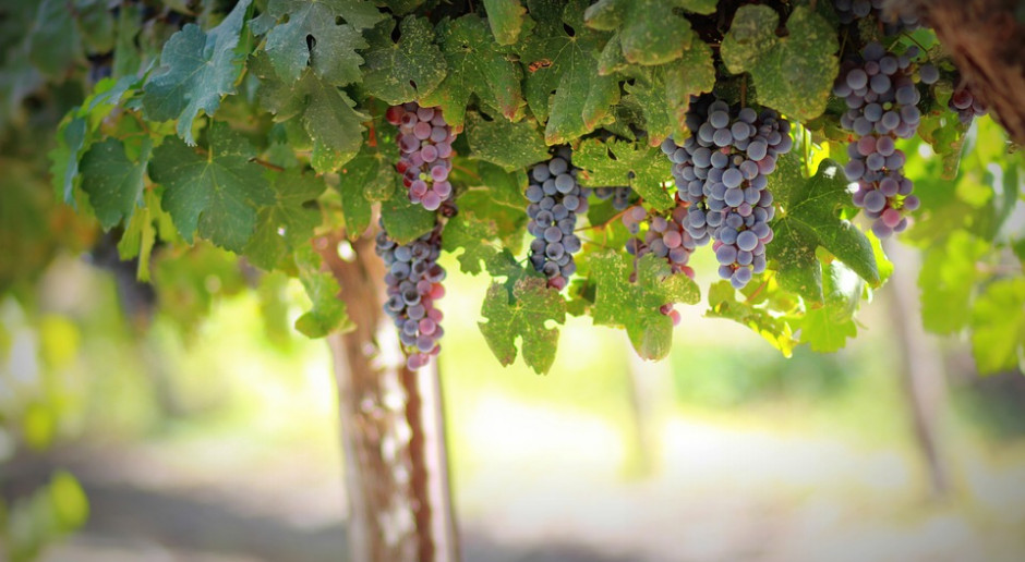 Pod pojęciem rynku winiarskiego rozumie się nie tylko wina pozyskiwane z win gronowych, ale także np. polski cydr z jabłek., źródło: pixabay.com