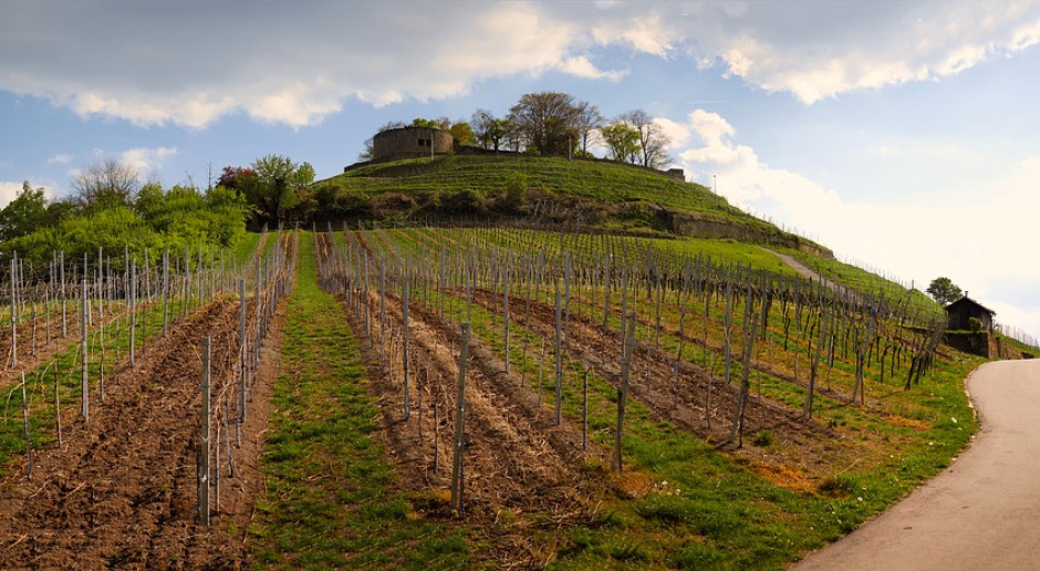 Zbiory upraw winorośli odbywają się najczęściej późnym latem a nawet wczesną jesienią, źródło: pixabay.com 