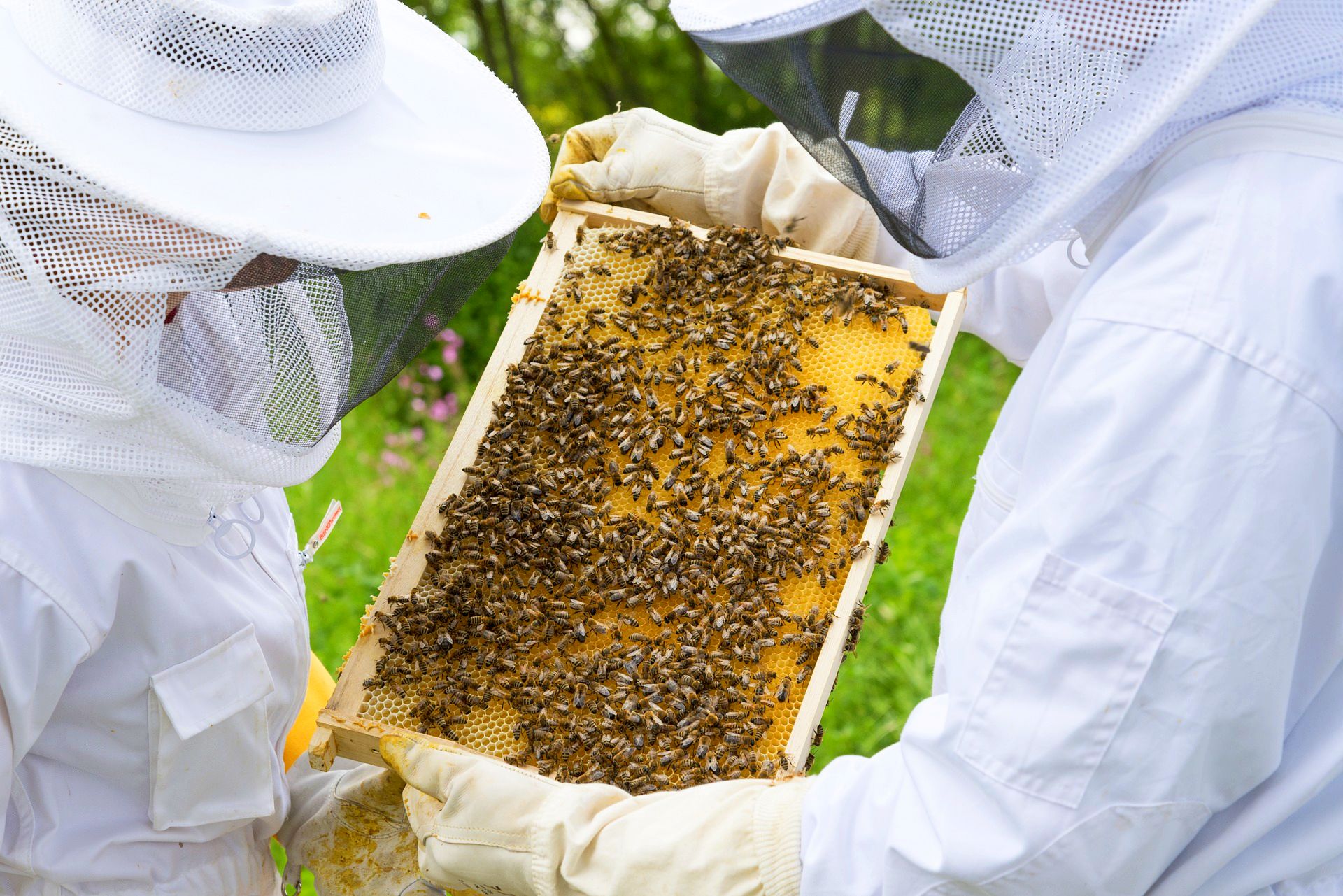 80 proc. wszystkiego co jemy zawdzięczamy pszczołom w pośredni bądź bezpośredni sposób. Dlatego należy chronić pszczoły - powiedział Piotr Mrówka, prezes Stowarzyszenia Pszczelarzy Zawodowych