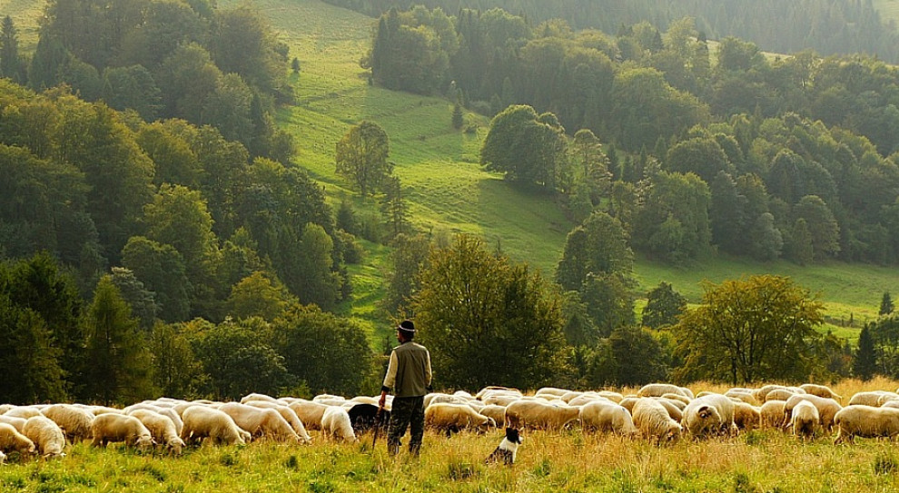 W tym roku do kształcenia młodych ludzi włączyli się pasterze z Teruelu, w Aragonii (fot.pixabay.com) Pasterz owiec - modny zawód wśród młodych w Hiszpanii