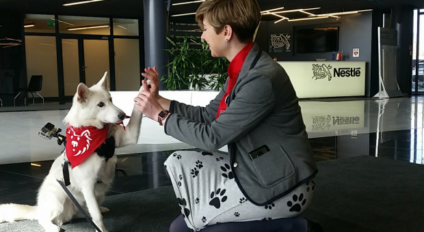 Oferowanie pracownikom możliwości przychodzenia do biura z psem to coraz popularniejszy trend, na razie głównie za granicą. (Fot. mat. pras.) Pracownicy Nestlé Purina mogą przychodzić do biura z psem