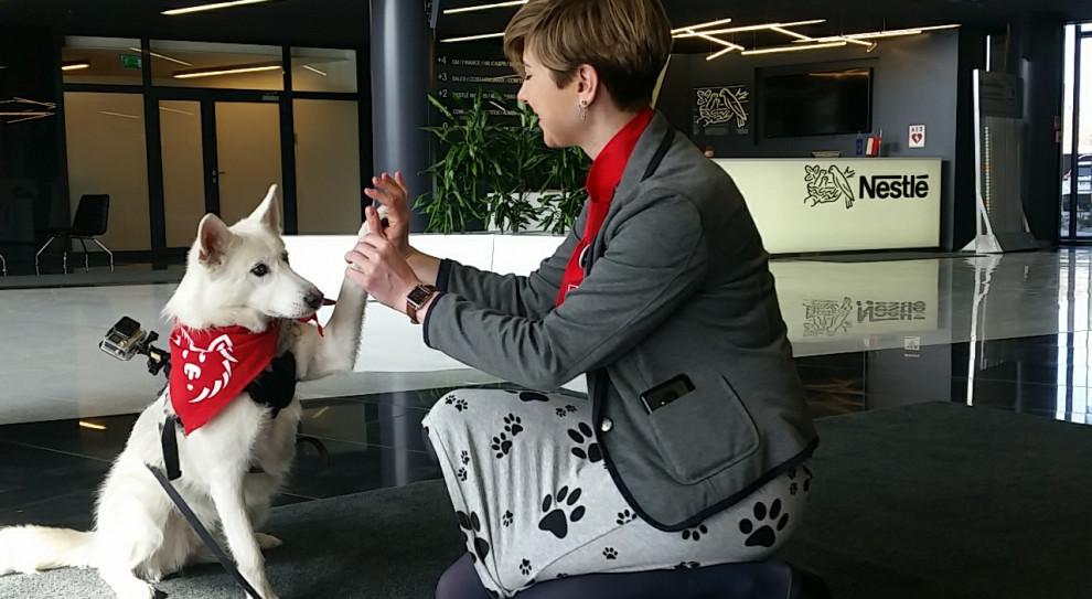 Oferowanie pracownikom możliwości przychodzenia do biura z psem to coraz popularniejszy trend, na razie głównie za granicą. (Fot. mat. pras.) Pracownicy Nestlé Purina mogą przychodzić do biura z psem
