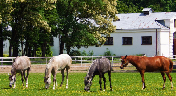 Rozmowy kwalifikacyjne z kandydatami, którzy spełnią wymagania formalne, będą prowadzone od 21 czerwca (fot.pixabay.com) Stadnina koni w Janowie potrzebuje prezesa. Ogłoszono konkurs