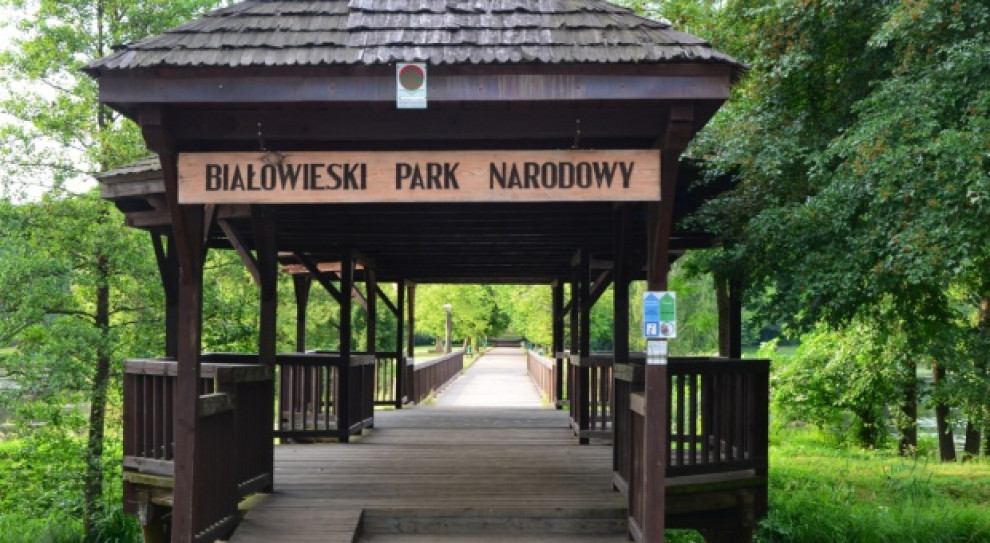 Białowieski Park Narodowy jest najstarszym polskim parkiem narodowym (fot.pixabay.com) Olimpia Pabian dyrektorem Białowieskiego Parku Narodowego