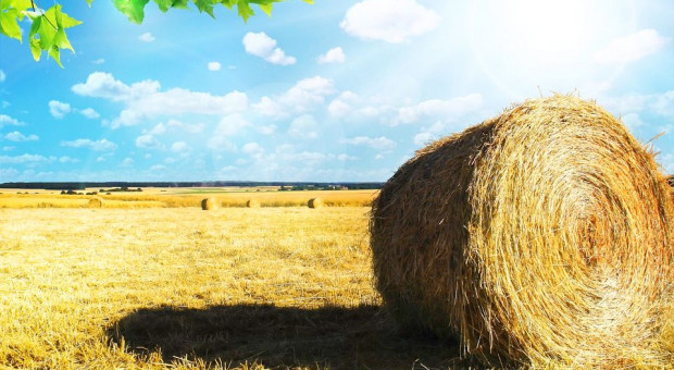 Rolnicy mają powody do narzekania. Ich zarobki prawie nie rosną (fot.pixabay.com) Rolnictwo, praca: Zarobki rolników prawie wcale nie rosną