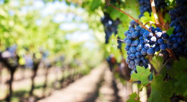 Wrzesień jest na Półwyspie Iberyjskim miesiącem zbiorów winogron. (fot. pixabay.com) Hiszpania: zbiory winogron przyciągają wielu zagranicznych turystów