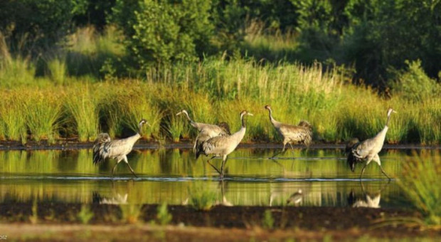 Pieniądze mogą zdobyć mikro, mali i średni przedsiębiorcy z tych terenów na tworzenie nowych miejsc pracy (fot. mat. GDOS) Podlaskie, Natura 2000: Firmy dostaną pieniądze na miejsca pracy na terenach chronionych