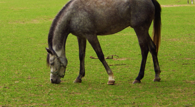 Lubelska Prokuratura Regionalna bada m.in. wątek skutków finansowych organizacji Dni Konia Arabskiego oraz aukcji Pride of Poland w latach 2007-2015. (Fot. Pixabay) B.dyrektor z ANR podejrzany ws. nieprawidłowości w stadninie koni w Janowie Podlaskim