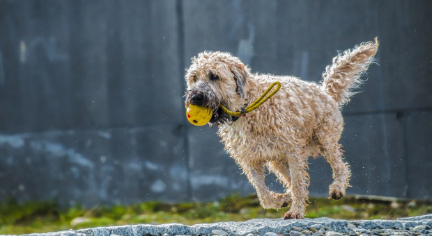 Opiekun zwierząt domowych to już nie student. Zawodowca poznamy po kwalifikacjach, ale i stawce za spacer (fot.pixabay.com) Petsitting: Zawód opiekuna zwierząt domowych coraz popularniejszy. Ile można zarobić?