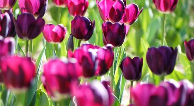 W Holandii Polacy pracują m.in. przy uprawie tulipanów. Fot. pixabay Holandia: Polacy pracują najwięcej. Więcej nawet niż miejscowi