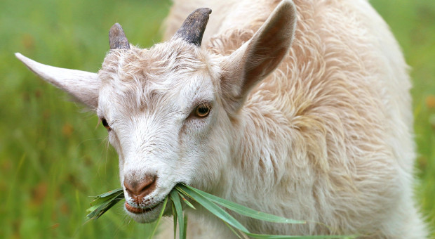 Włochy: Zatrudnili kozę na stanowisku ogrodnika