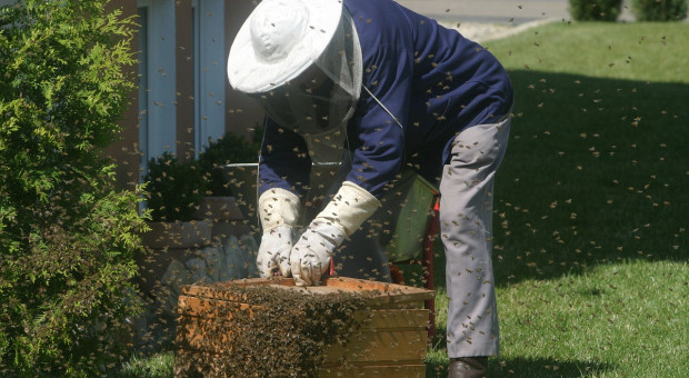 Praca, pszczoły: Zawodowych pszczelarzy w Polsce jest niewielu