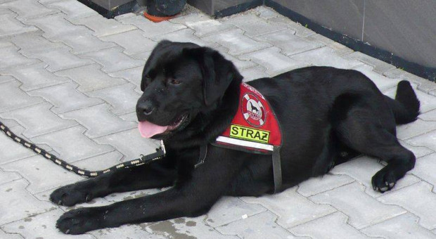 Małopolskie: Wsparcie dla strażaków-ratowników pracujących z psami