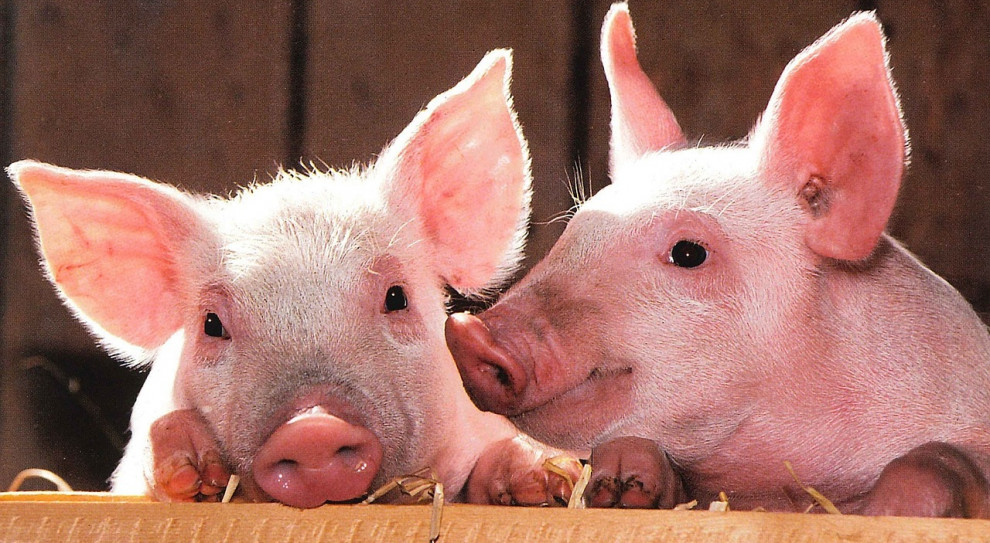 O pożyczkę może starać się rolnik - producent świń, którego gospodarstwo znajduje się w strefie z ograniczeniami (II lub III) w związku z wystąpieniem afrykańskiego pomoru świń (fot.pixabay.com) ASF: Rolnicy dostaną pożyczkę