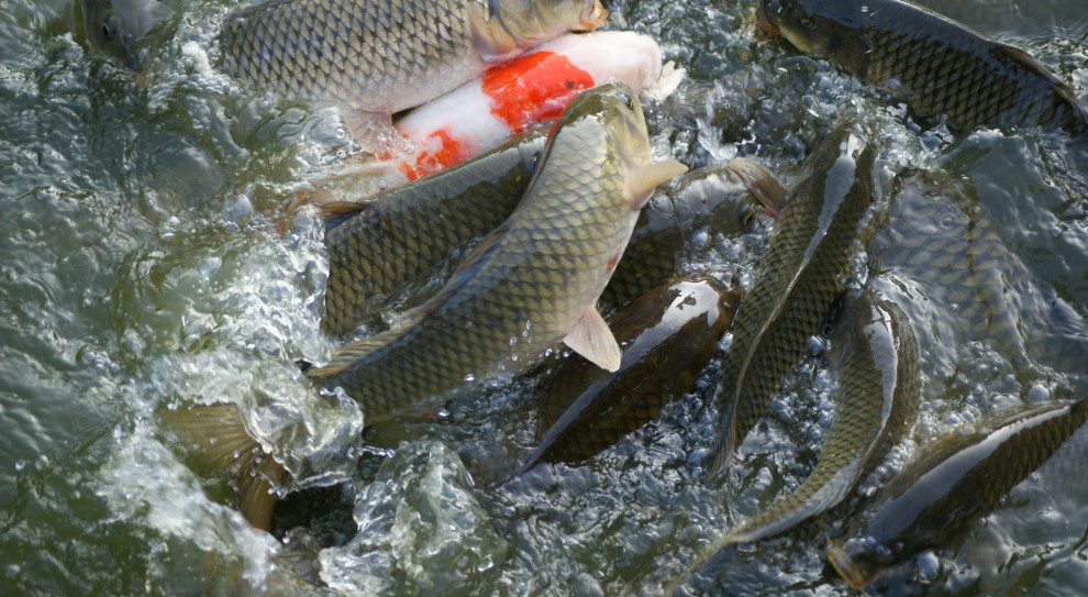 Pracownik ze średnią miesięczną pensją w Polsce zakupi 203 kg karpia. (Fot. Pixabay) Wynagrodzenie, prezenty, Boże Narodzenie: Ile przeciętny Polak wyda na Święta?