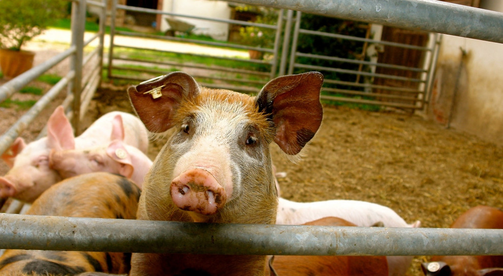 Kontrole gospodarstw rozpoczną się w marcu 2018 r. (fot.pixabay.com) Bioasekuracja: Nowe przepisy dla rolników w związku z ASF
