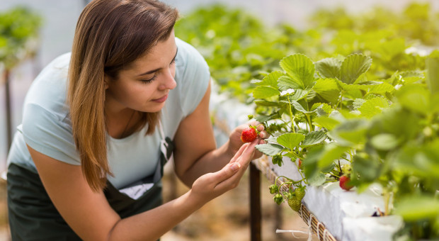 Pomocnik rolnika: Umowa z pracownikiem sezonowym może obowiązywać maksymalnie przez 180 dni (fot.shutterstock) Pomocnik do prac sezonowych - nowe przepisy od 17 maja