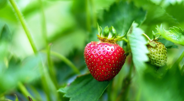 Plantatorzy szacują, że około 2 zł trzeba będzie doliczyć do każdego kilograma truskawek jako koszty zbierania (fot.pixabay) Praca przy zbiorze owoców: Zbiory zagrożone. Brakuje pracowników