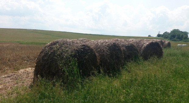 Ameryaknski rząd pomoże farmerom. (fot. Renata Respondek PTWP) USA. Rząd wesprze farmerów dotkniętych przez wojnę celną