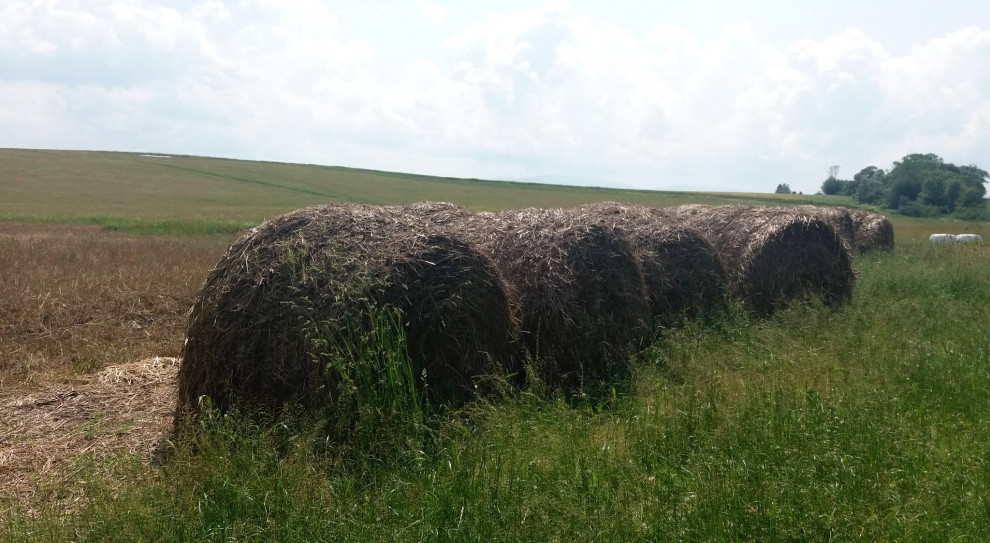 Ameryaknski rząd pomoże farmerom. (fot. Renata Respondek PTWP) USA. Rząd wesprze farmerów dotkniętych przez wojnę celną