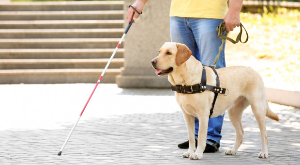 Standardy pracy osób z niepełnosprawnością wzroku nie są trudne do zrealizowania. Fot. Shutterstock Pracodawcy coraz częściej zatrudniają osoby niewidome