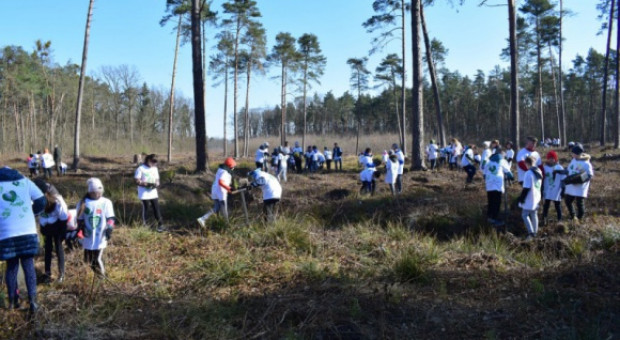 CSR w wykonaniu Tikkurila Polska. Przez 5 lat zasadzili 30 000 drzew 