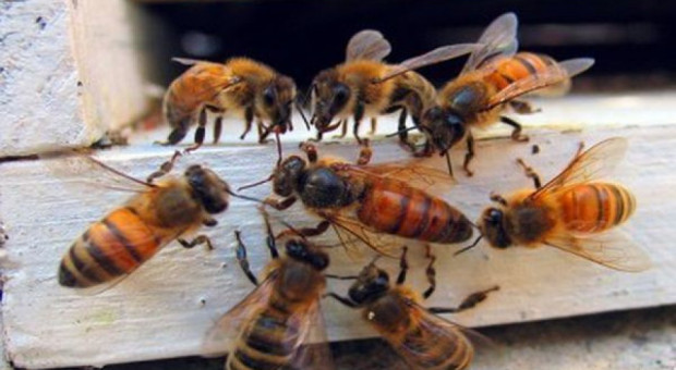 Kielecka firma wspiera akcję "Pszczoły w mieście"