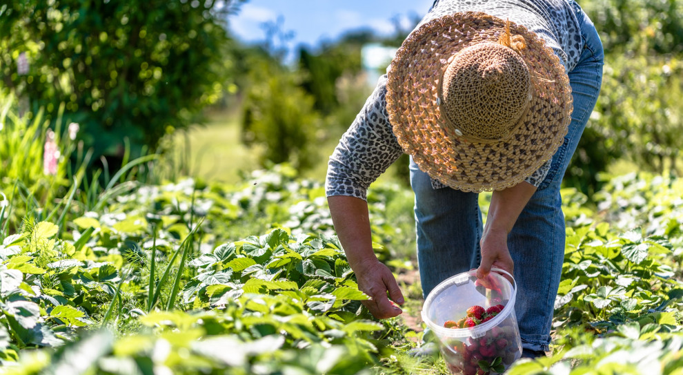 Na zbiorach owoców można zarobić nawet do 5 tys. zł (fot. Shutterstock.com) Pracodawcy płacą nawet 5 tys. zł miesięcznie. Ale Polacy i tak wolą wyjeżdżać