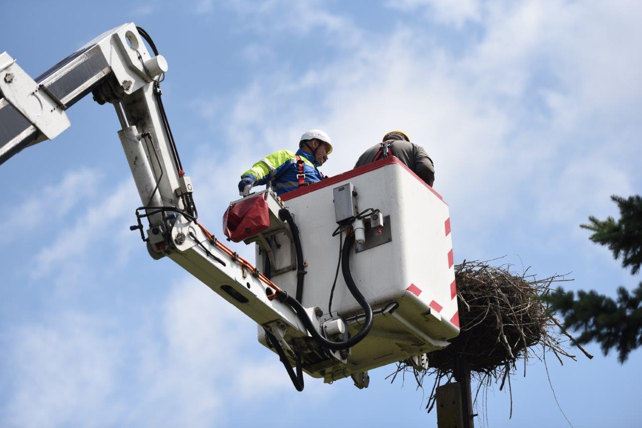 Wysokie i ciężkie gniazdo zagraża ptakom i sieci energetycznej, dlatego pracownicy spółki Tauron Dystrybucja regularnie oczyszczają domostwa bocianów i wynoszą je na specjalne platformy. (Fot. mat. pras.)