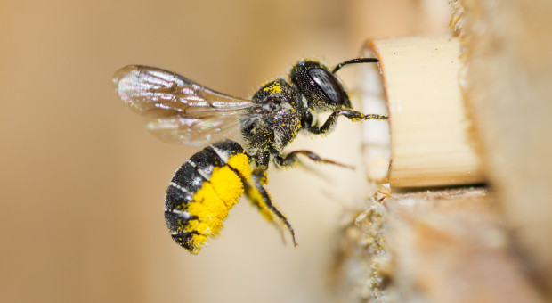 Pasieka będzie czynna do końca października (fot.shutterstock) Pasieka nowym projektem edukacyjnym... grupy węglowej