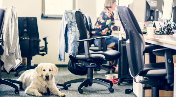 Pies w pracy. Jak przygotować biuro i na co zwrócić uwagę? 
