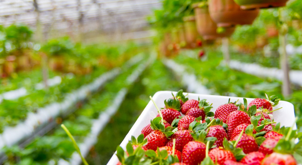 Pierwsi niedoborami siły roboczej w rolnictwie dotknięci zostali właściciele plantacji truskawek. (Fot. Pixabay) We Francji brakuje rąk do pracy w rolnictwie