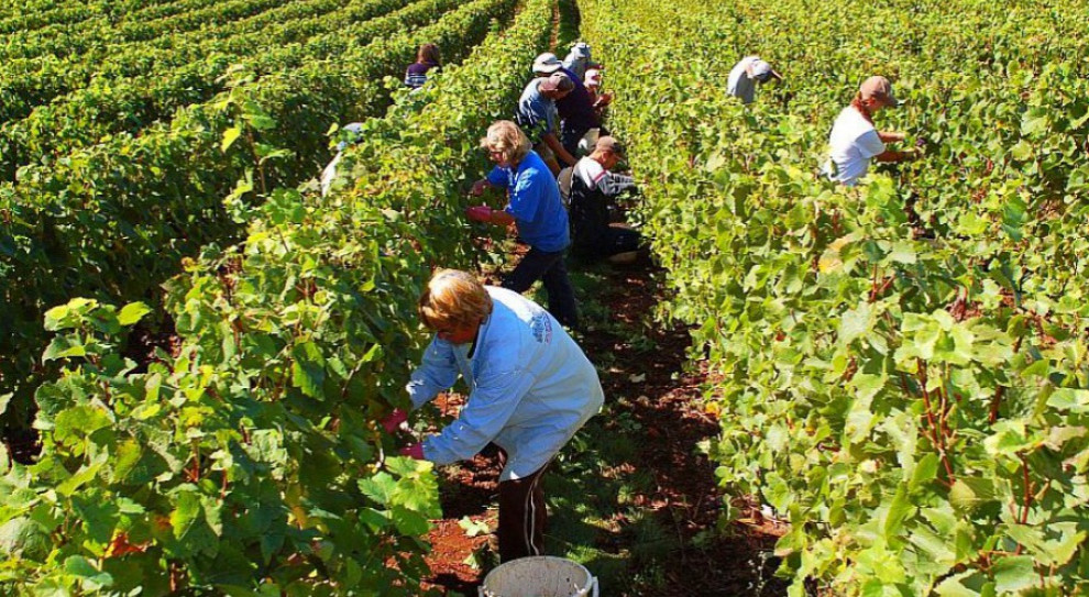 Badania są przeprowadzane w czterech lokalizacjach w tym gospodarstwie (Fot. Pipers Brook Vineyard Hills Rd/Flickr;zdjęcie ilustracyjne) Testy na koronawirusa u zagranicznych pracowników sezonowych w rolnictwie