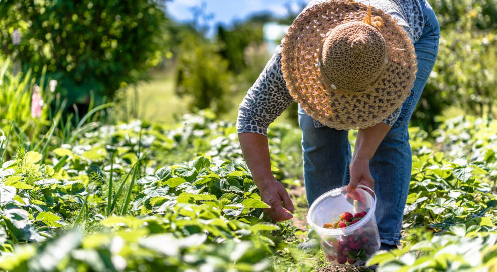 Przypadki koronawirusa wykryto w gospodarstwie rolnym (fot. Shutterstock.com) Warmińsko-mazurskie: 17 przypadków koronawirusa wśród pracowników z Ukrainy