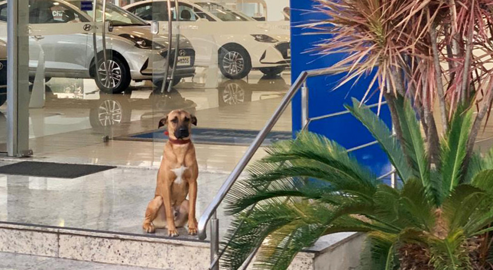 Tucson Prime - tak nazwano psa – bardzo szybko stał się maskotką sklepu Hyundai (Fot. Instagram/tucson_prime) Bezpański pies odwiedzał salon samochodowy Hyundai. Firma postanowiła go "zatrudnić"