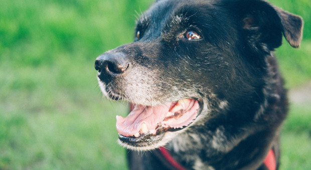Dodatkowy urlop dla pracowników Bolt opiekujących się psami ze schroniska