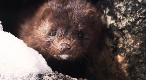 Wirus SARS-CoV-2 u norek został wykryty na początku lutego 2021 r. (fot. pixabay) Koronawirus u zwierząt futerkowych - kredyt zamiast odszkodowania dla hodowców