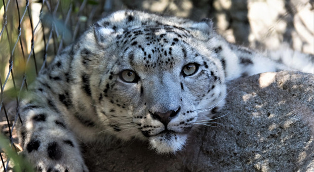 Wrocławskie zoo poszukuje młodszego opiekuna dzikich zwierząt (fot. Pixabay) Miłość do dzikich zwierząt, odporność na stres i koncentracja - wrocławskie zoo rekrutuje