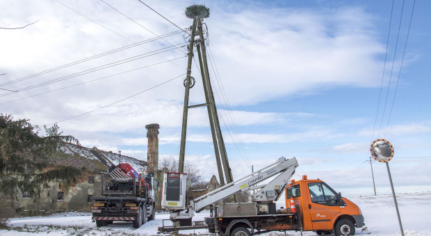 Na słupach energetycznych należących do spółki Tauron znajduje się ponad 2200 bocianich gniazd (fot. mat. pras.) Tauron pomaga bocianom i wydaje specjalny poradnik