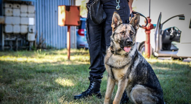 Najwięcej zwierząt - ponad 900 - pracuje w policyjnych szeregach. (fot. policja.pl) "Mundurowe" psy i konie w końcu doczekały się odpowiednich przepisów