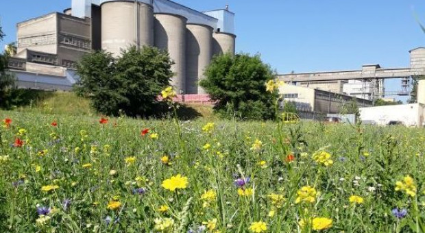 Cemex dla pszczół: przy Cementowni Chełm powstały łąki kwietne (Fot. mat. pras.) Firma bierze odpowiedzialność za środowisko. Zadba o pszczoły