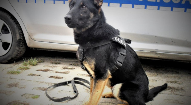 W ustawie wzięto też pod uwagę zwierzęta wycofane ze służby przed wejściem w życie jej przepisów (fot. lodzka.policja.gov.pl) Ustawa regulująca status zwierząt w służbach z podpisem prezydenta