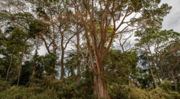 Wystartował pierwszy, finansowany przez Grupę Velux projekt ochrony lasów (fot.WWF Denmark Jonas Lysholdt Ejderskov) W ciągu 20 lat zniknęło 66 proc. powierzchni lasów. Grupa Velux i WWF chcą to naprawić
