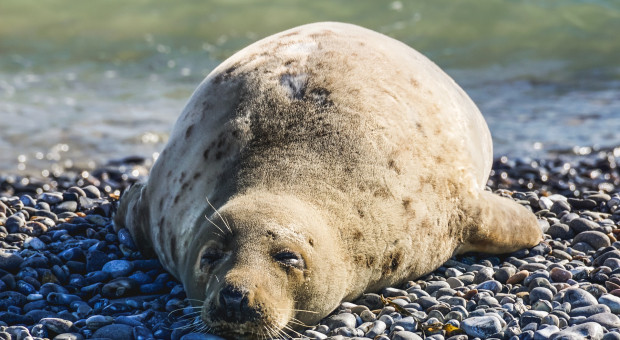 Helskie Fokarium aktualnie poszukuje trzech wolontariuszy (fot. Pixabay) Fokarium poszukuje wolontariuszy
