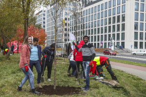 Kilkadziesiąt drzew pojawiło się w Katowicach. Zasadzili je pracownicy