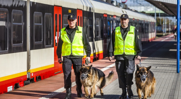 W nowo zaproponowanych przepisach określono m.in. również, komu przekazuje się psa służbowego w przypadku przeniesienia przewodnika na inne stanowisko (fot.ilustracyjne :kgsok.pl) Będą nowe zasady przydzielania psa lub konia służbowego