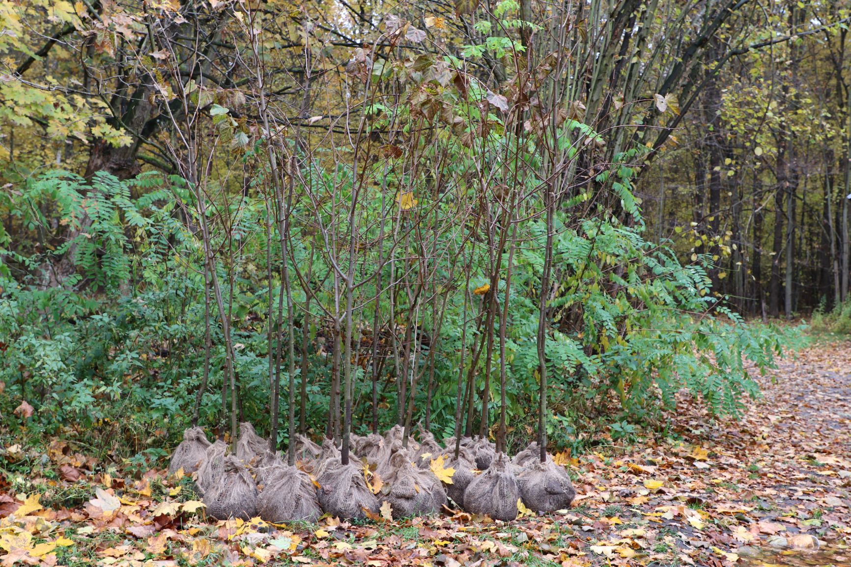 PGE wspiera Kampinoski Park Narodowy (Fot. mat. pras.)