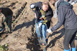 Pracownicy PGE zasadzili 700 drzew w Toruniu